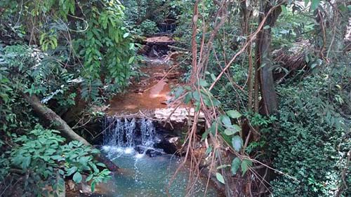 Bosque Zequinha de Abreu