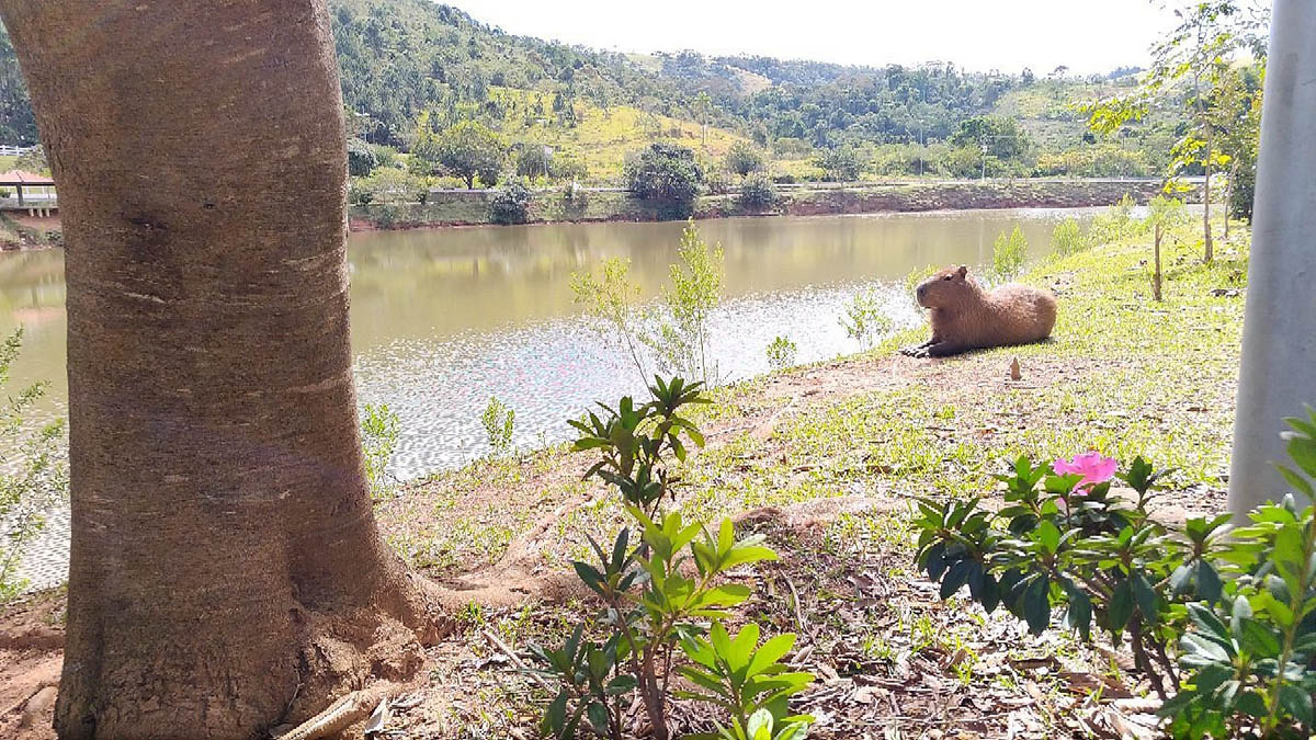 Represa Cavalinho Branco - Capivaras tomando sol - Águas de Lindóia SP